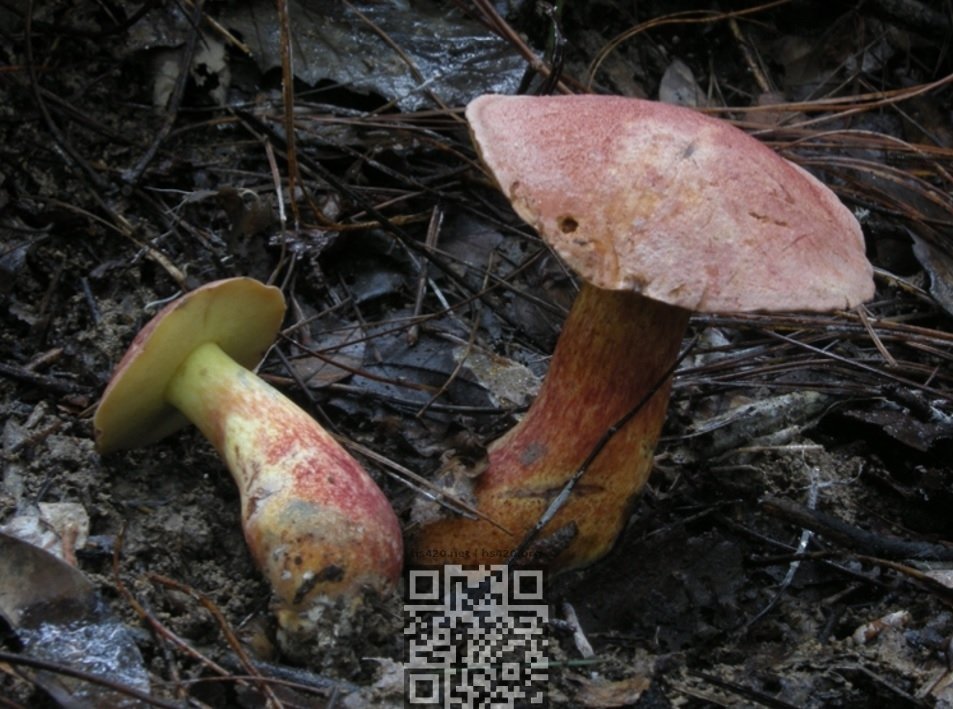 lanmaoa-asiatica.jpg