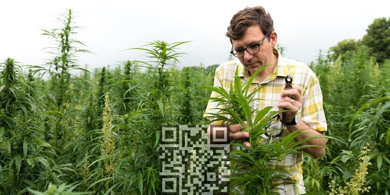 minnesota-hemp-grow.jpg