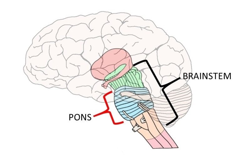 pons2.jpg.09b9b345e01b32a04bb787cd3816d3df.jpg