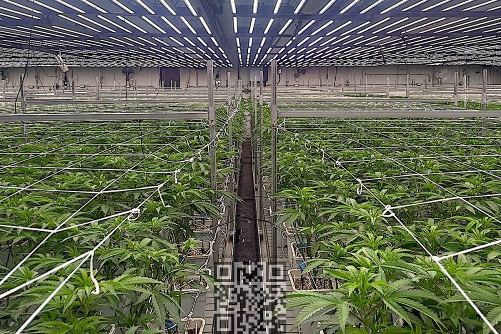stiiizy-cannabis-farm.jpg
