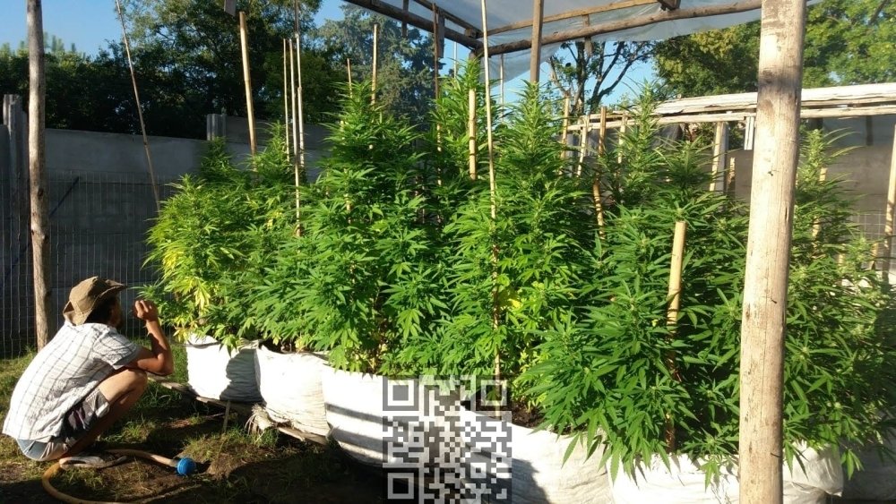 uruguay-cannabis-club.jpeg