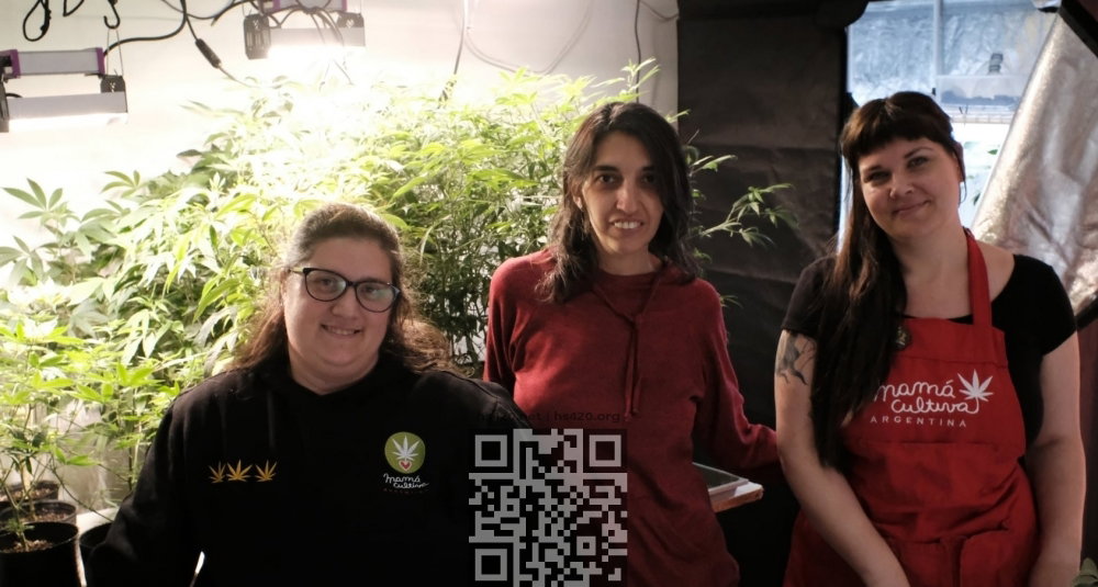 argentinians-grow-cannabis.jpg