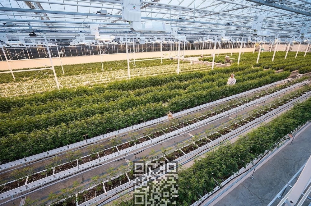 aurora-cannabis-farm.jpg