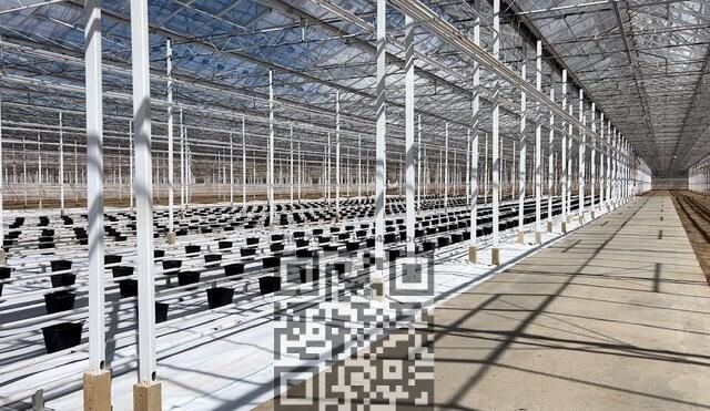 bright-green-cannabis-farm.jpg