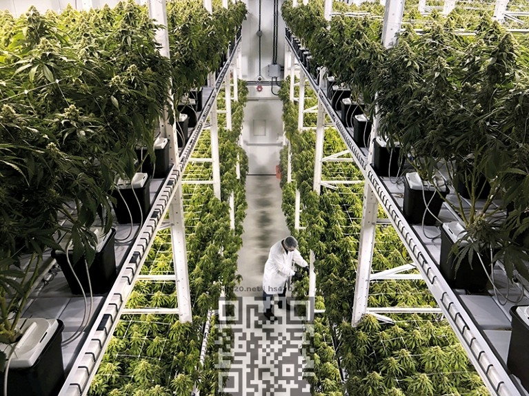 cannabis-farm-us.jpg