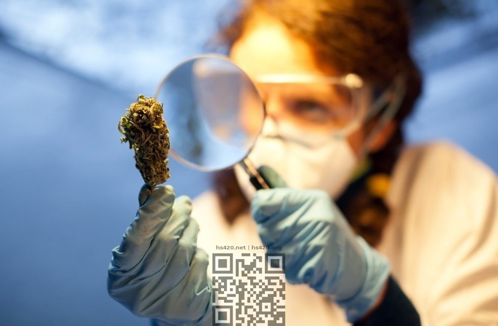 cannabis-research.jpg
