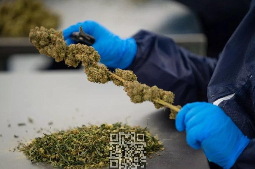cannabis-trimming.jpg