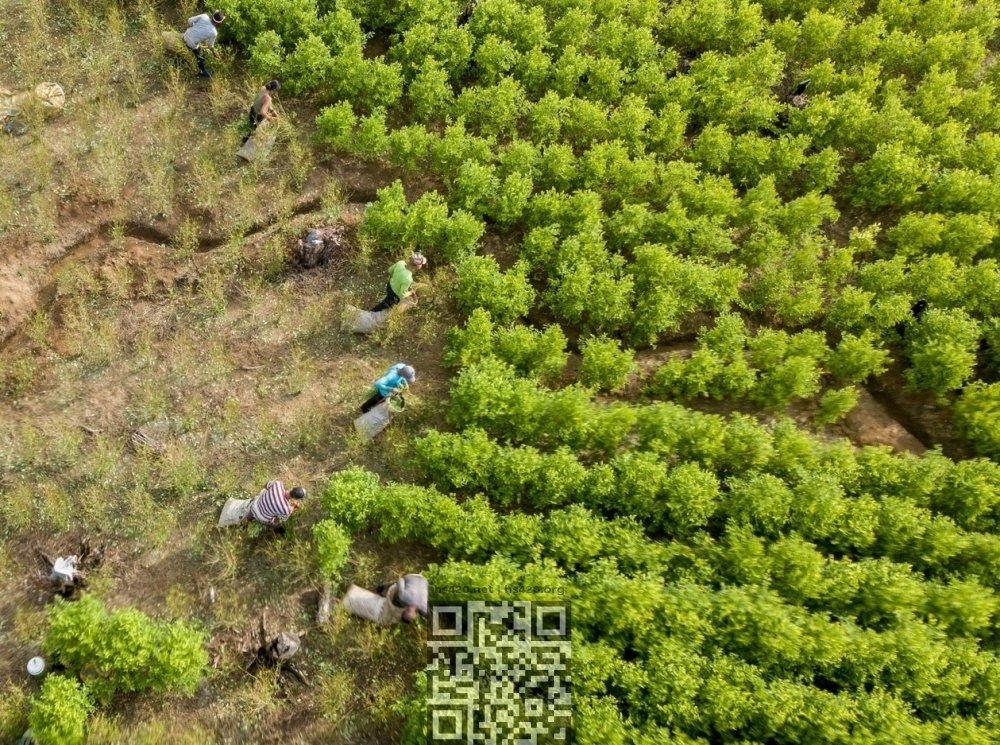 coca-grow-colombia.jpg