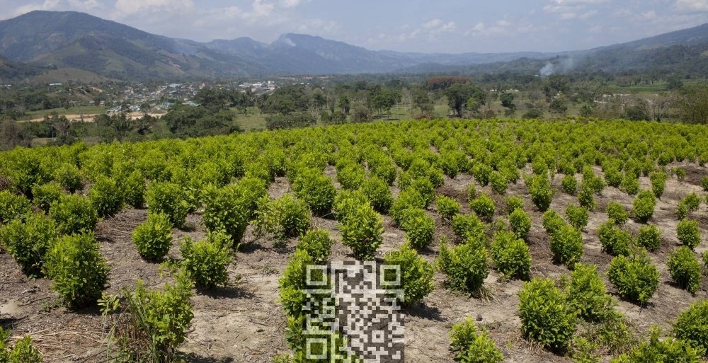 colombia-coca-farm.jpg