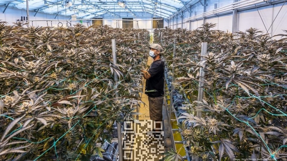 florida-cannabis-farm.jpg