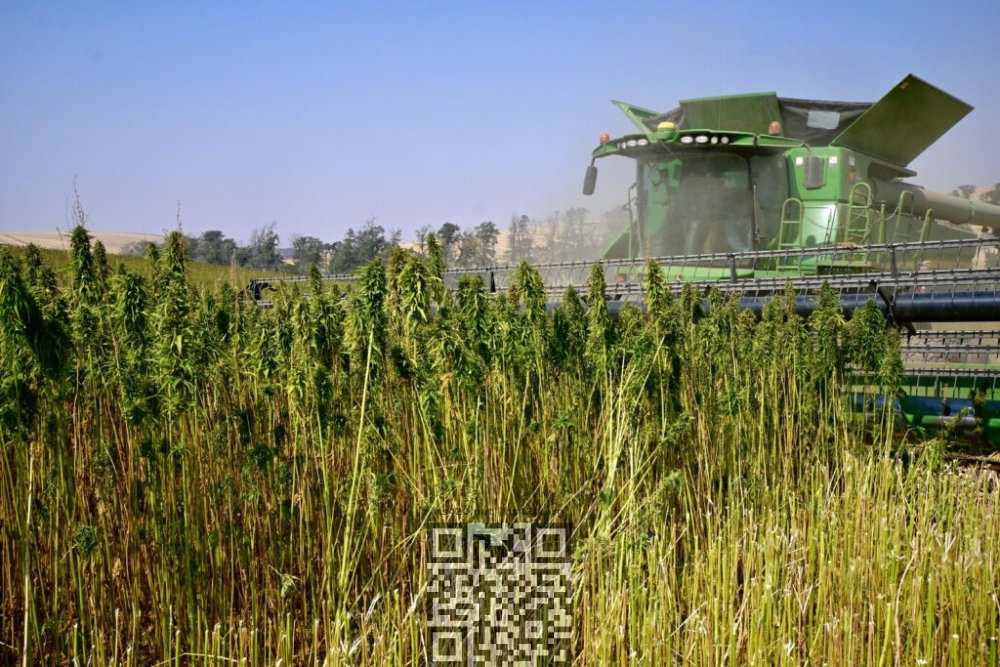 hemp-grow-ukraine.jpeg