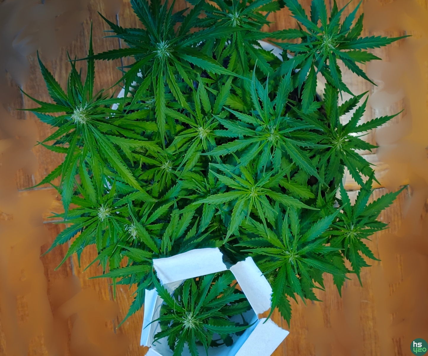 large.pistils.jpg.d463065f2667112012651c