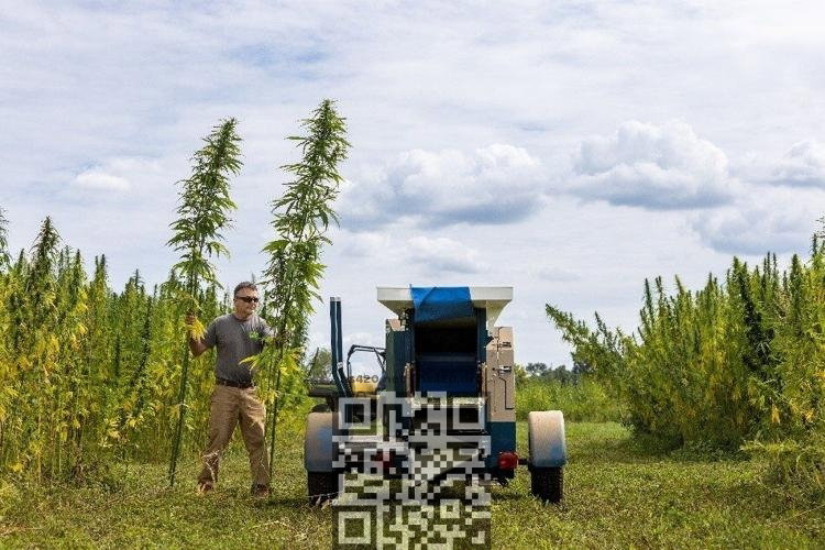 new-jersey-cannabis-farm.jpg