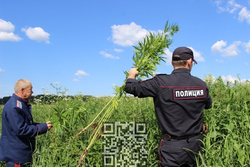 police-destroy-cannabis.JPG
