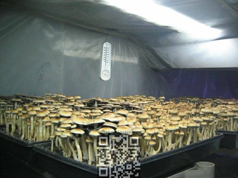 psilocybin-mushrooms-grow.jpg