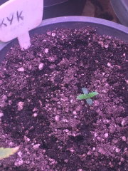IMG_8651.JPG