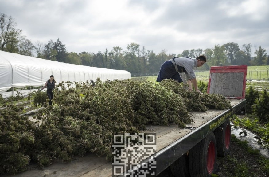 switzerland-cannabis-grow.jpg