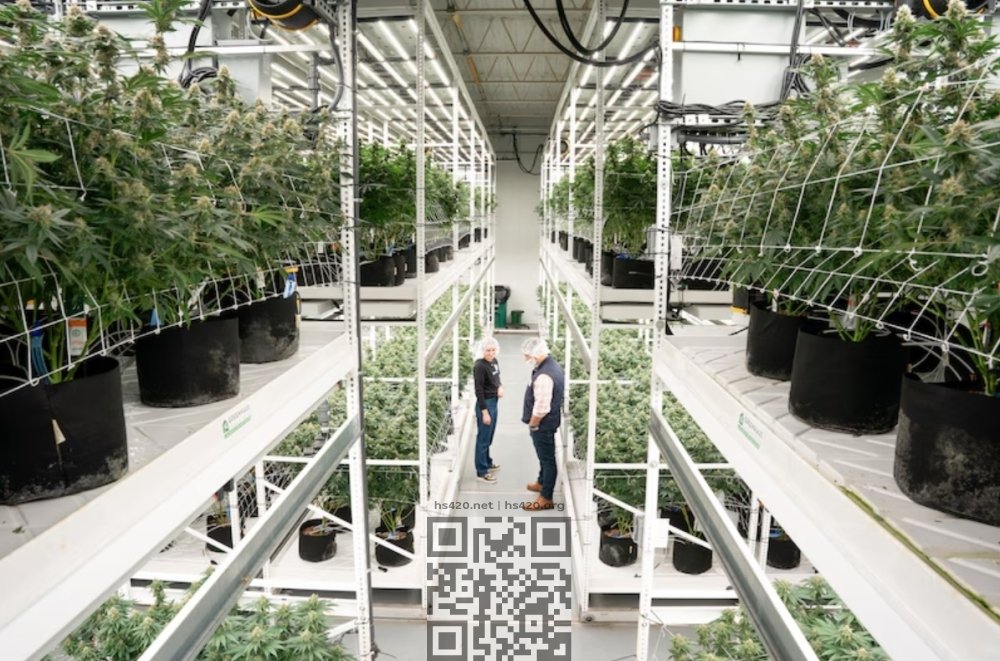 verano-cannabis-farm.jpg