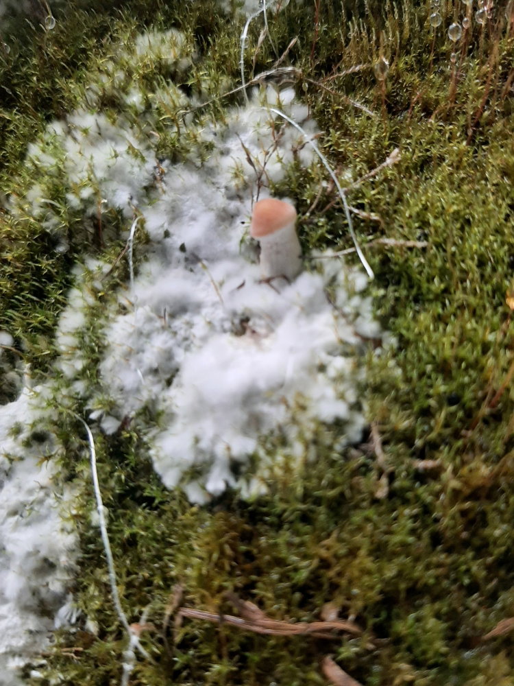 20250313_140848.thumb.jpg.0ee7714855a8c1438206f4b19b60b823.jpg