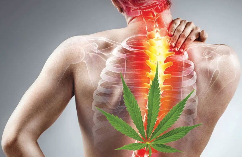 Medical-Cannabis-02.jpeg.3cbd9abc1c06f4e951d624a9ca46bb9e.jpeg
