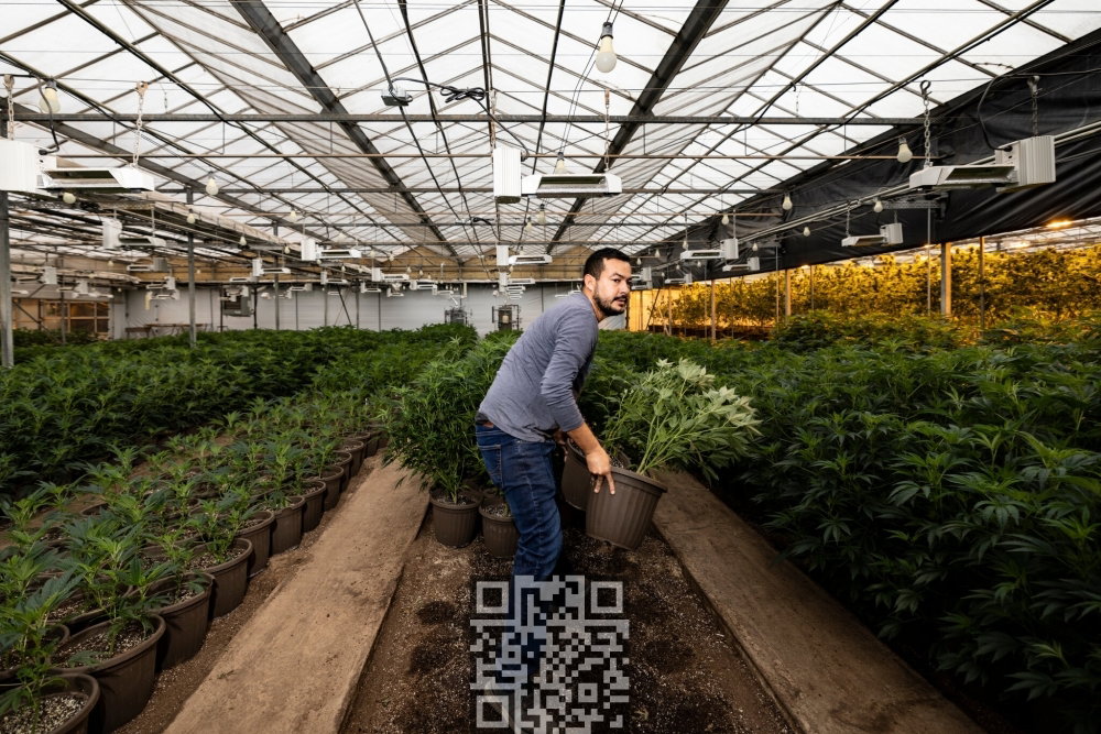 cannabis-farm-oklahoma.jpg