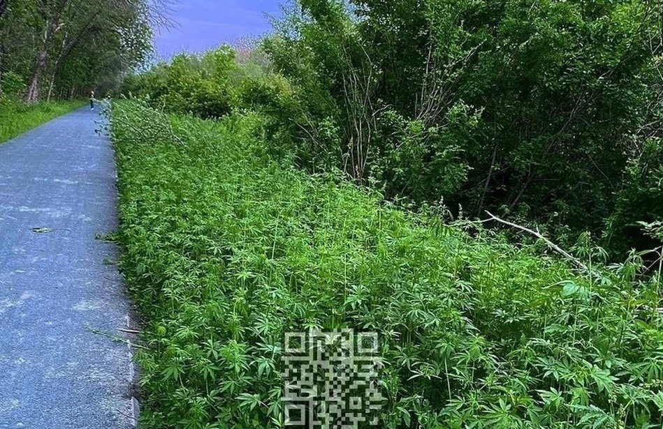 cannabis-grow-beryozka.jpg