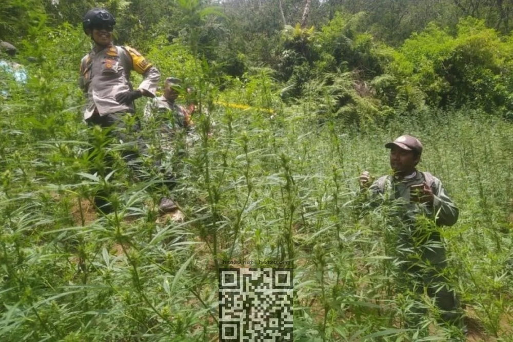 cannabis-grow-found-in-park.jpg
