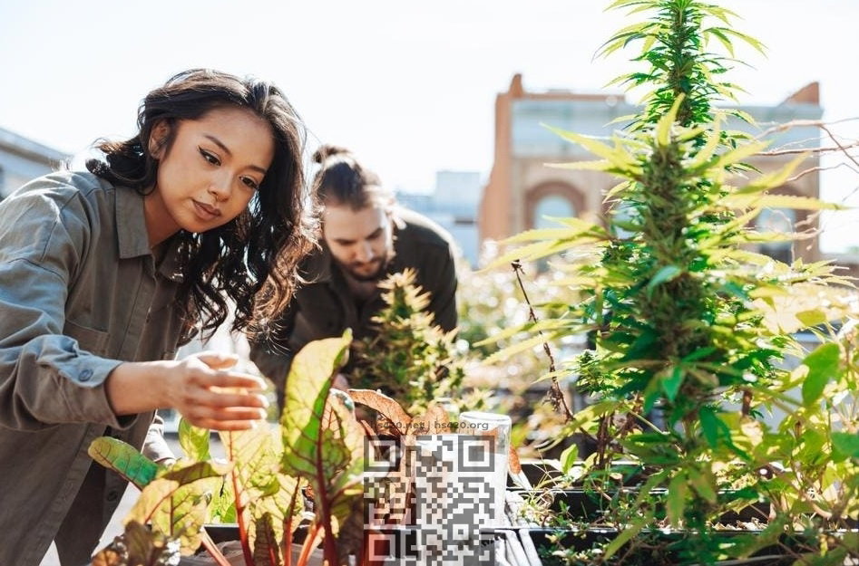 cannabis-grow-home.jpg