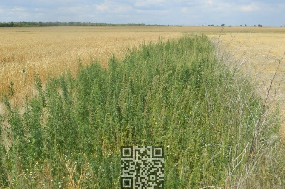 cannabis-grow-orenburg-region.jpg