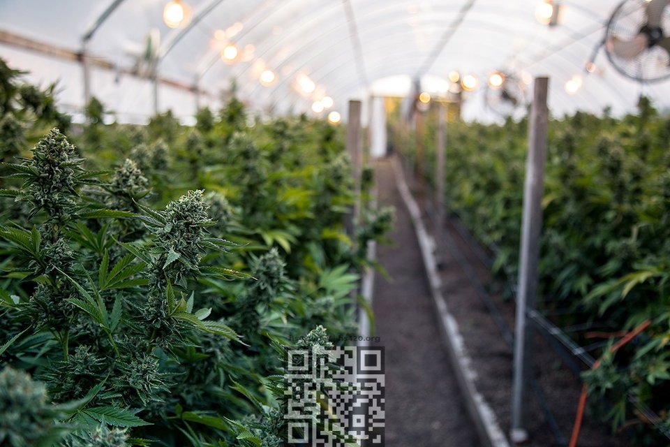 cannabis-grow.jpg
