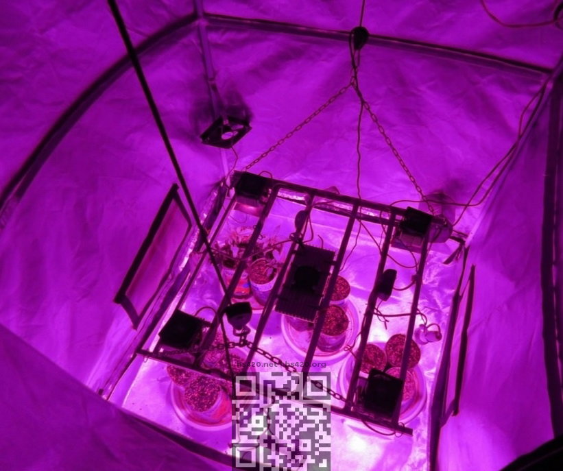 cannabis-growbox.jpg