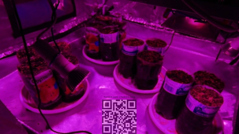 cannabis-growing-bottles.jpg