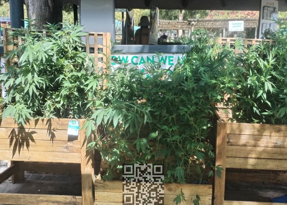 cannabis-seedlings-for-sale.jpg