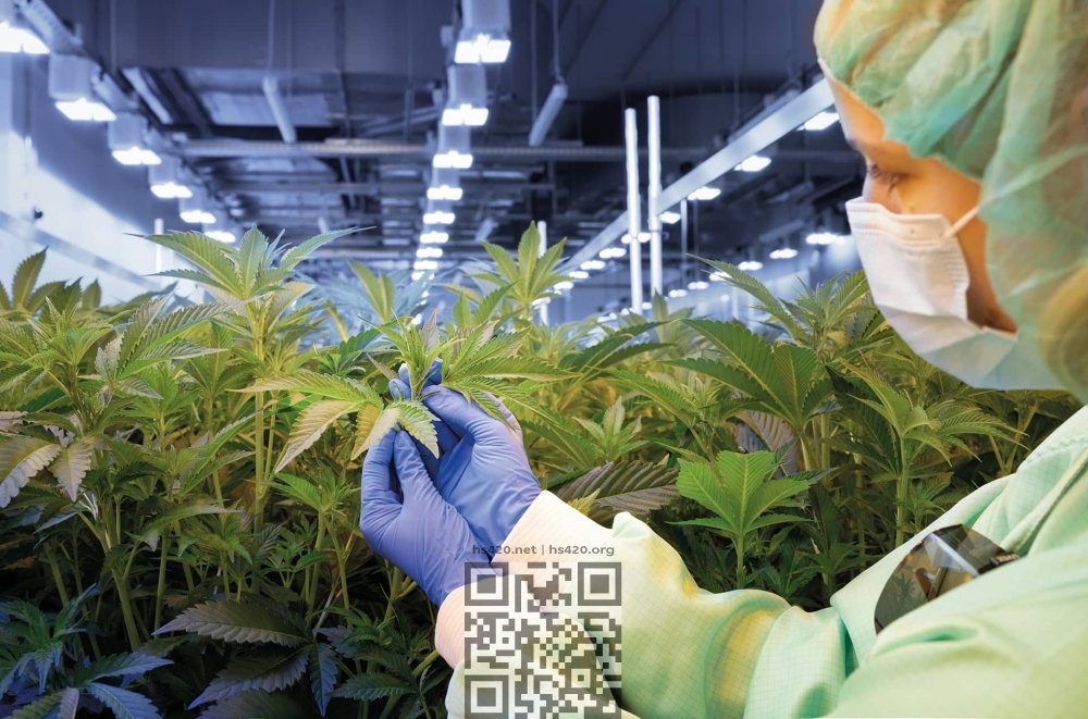 demekan-cannabis-farm.jpg