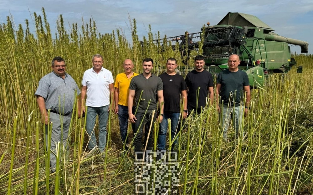 igor-vishtak-hemp-field.jpeg