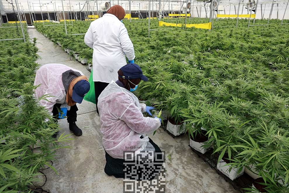 israel-cannabis-farm.jpg