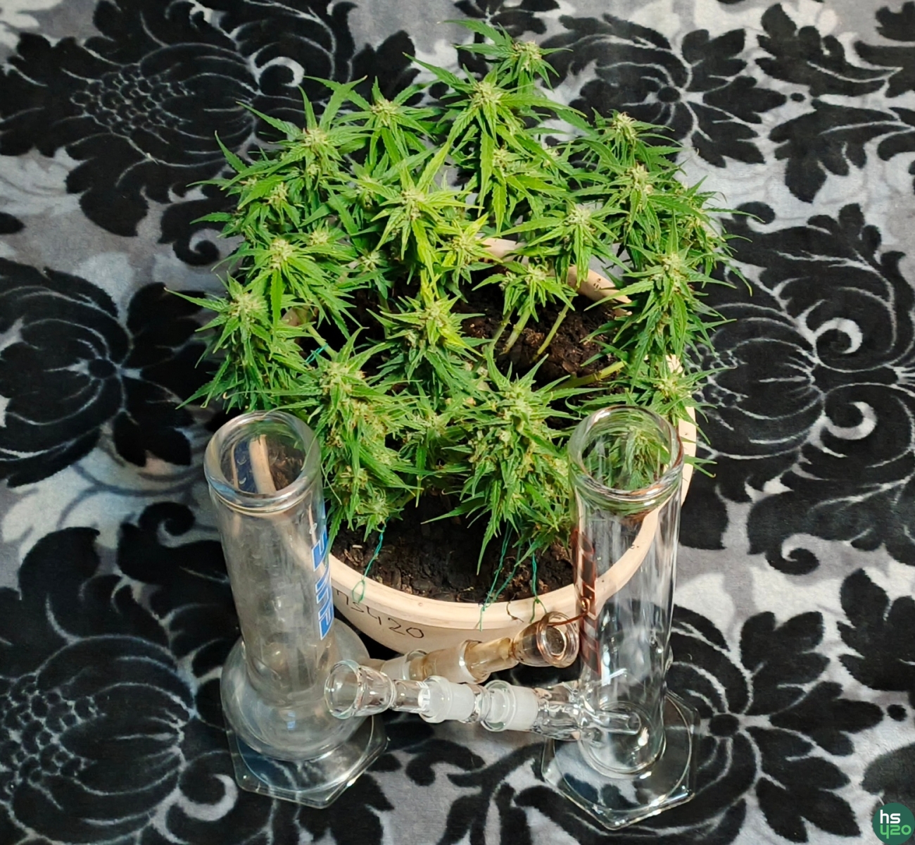 large.IMG_20250303_193554_024@1618724467