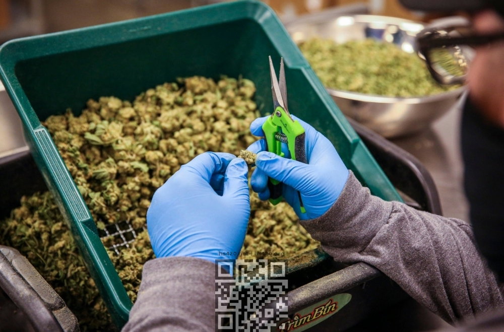 marijuana-trimmer.jpg