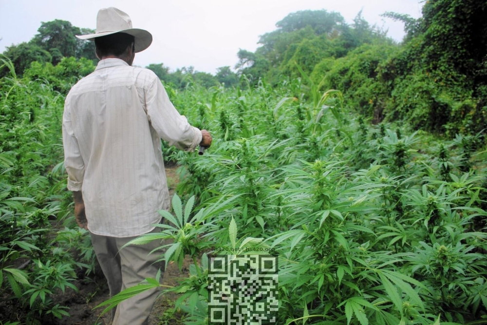 mexico-cannabis-grow.jpg