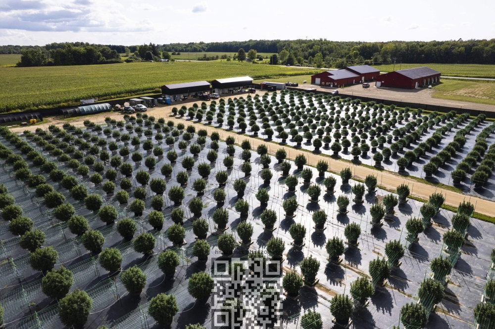 michigan-cannabis-farm.JPG