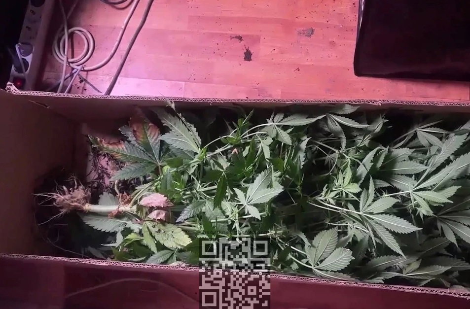 obe-cannabis-seized.jpg