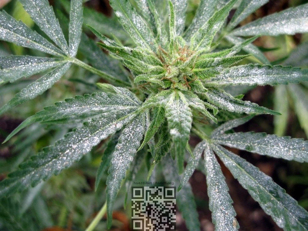 powdery-mildew-on-cannabis.jpg