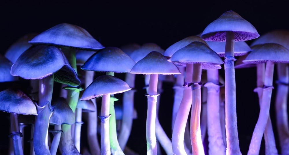 psilocybin-g2c000e0bf_1280.thumb.jpeg.e809d08eb6e021d5fd806a382bd19893.jpeg