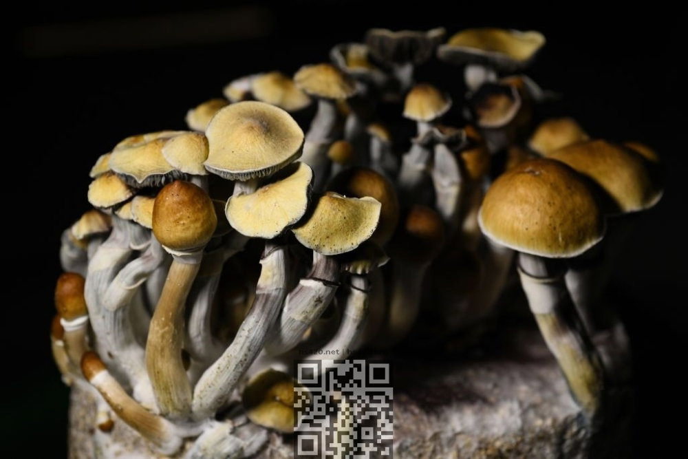 psilocybin-mushrooms-grow.jpg