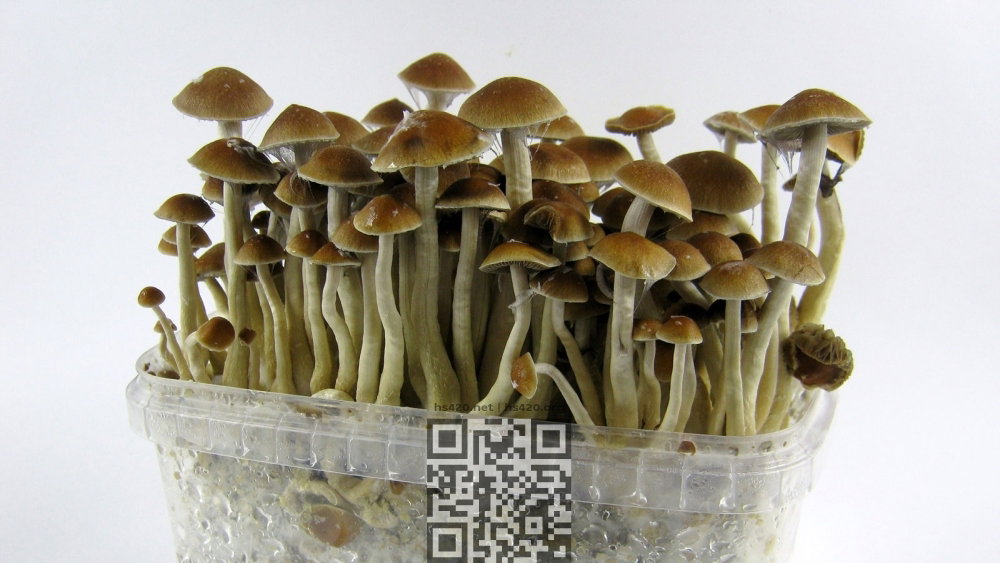 psilocybin-mushrooms.jpg