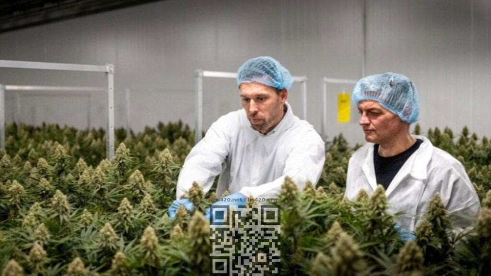 pure-sunfarmscannabis-farm.jpg