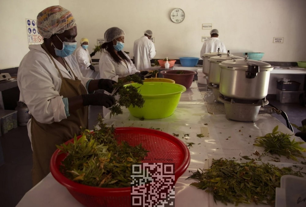 sa-marijuana-production.jpg