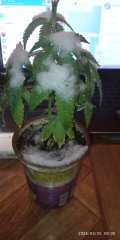 IMG_20250325_060031.jpg