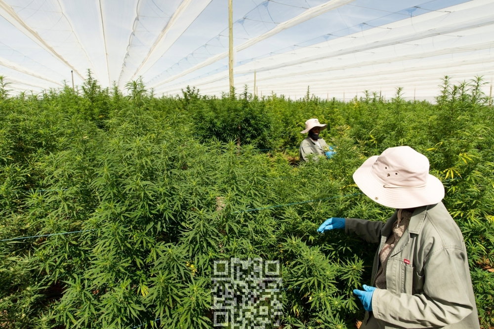 south-africa-cannabis-farm.jpg