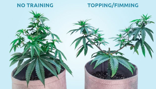 tips-for-topping-and-fimming__oj0vbsMNnY2loZkn.jpeg.c5d15a37bdd31d8dcd952690c0617cac.jpeg